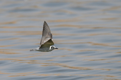 Chlidonias leucopterus