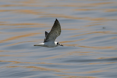 Chlidonias leucopterus