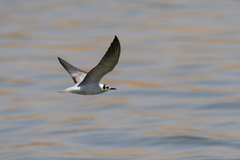 Chlidonias leucopterus