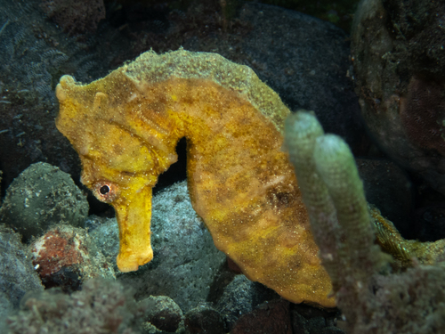Common Seahorse — seen at this dive site