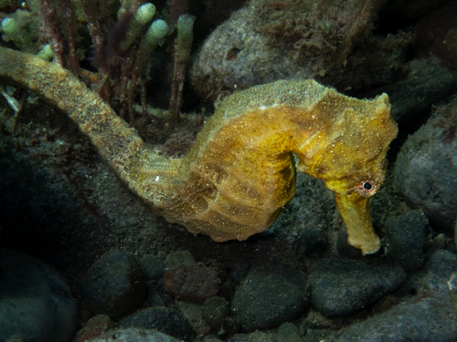 Common seahorse (Hippocampus kuda) — Syngnathidae — 2