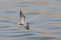 Chlidonias leucopterus