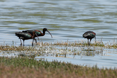 Plegadis falcinellus