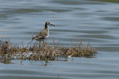 Calidris pugnax