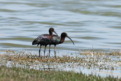 Plegadis falcinellus