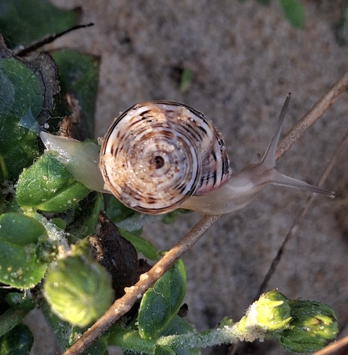Theba pisana