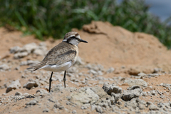 Charadrius pecuarius