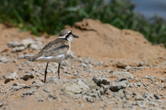 Charadrius pecuarius