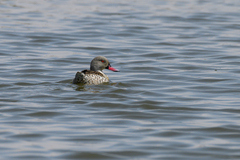 Anas capensis