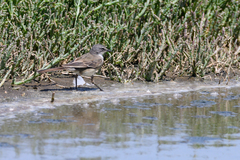 Motacilla capensis capensis