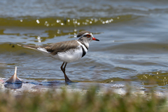 Charadrius tricollaris tricollaris