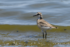 Charadrius pecuarius