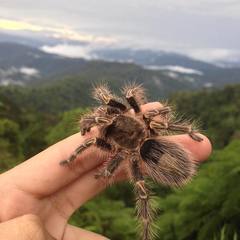 Grammostola pulchripes