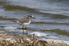 Charadrius tricollaris tricollaris