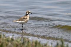 Charadrius pecuarius