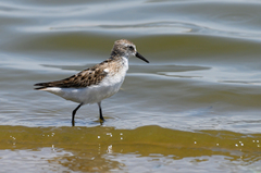 Calidris minuta