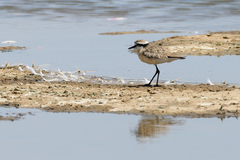 Charadrius pecuarius