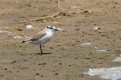 Charadrius marginatus marginatus