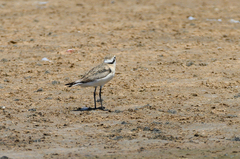 Charadrius pecuarius