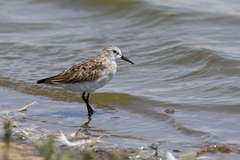 Calidris minuta