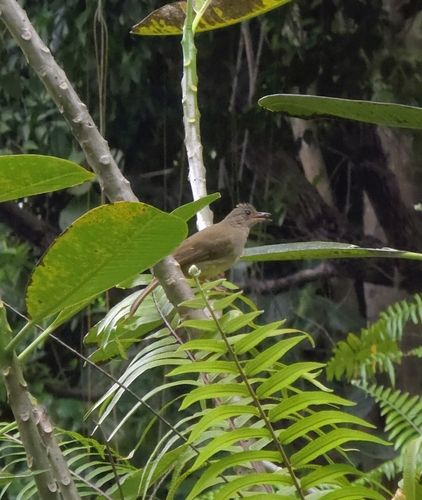 Ashy-fronted Bulbul (Pycnonotus cinereifrons), photo 7