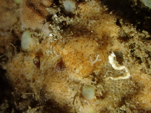 Onychocella marioni