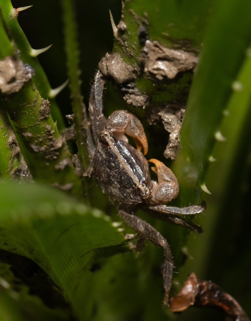 Leptarma aurifrons