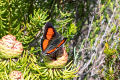 Capys alphaeus alphaeus