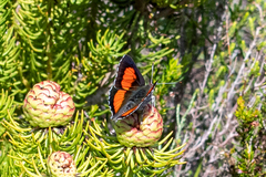 Capys alphaeus alphaeus