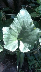 Cucurbita moschata