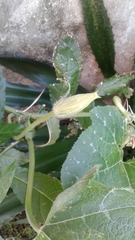 Cucurbita moschata