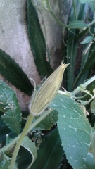 Cucurbita moschata