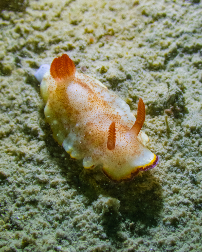 Goniobranchus preciosus