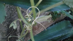 Cucurbita moschata