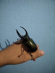 Chalcosoma