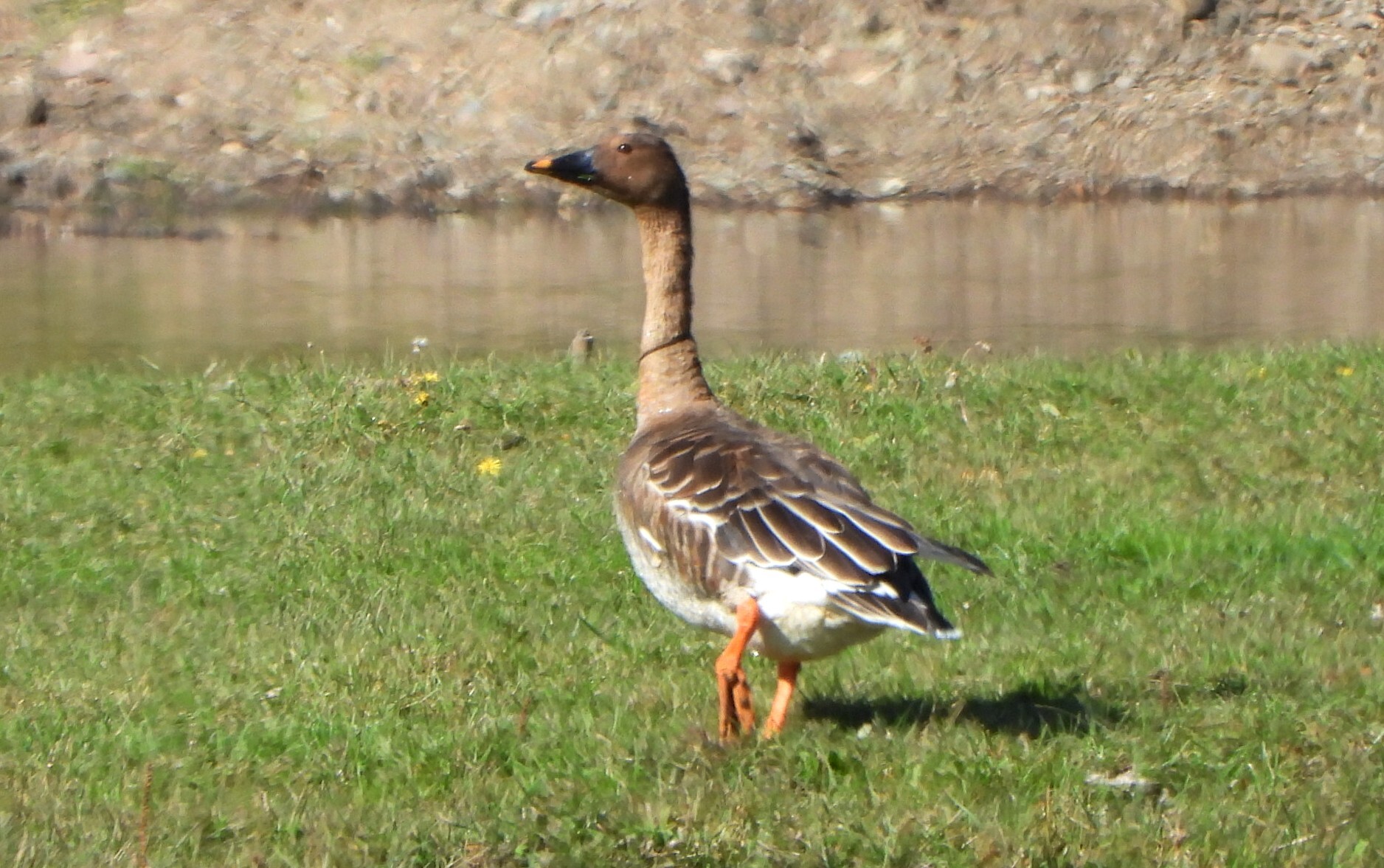 Taiga Bean Goose