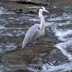 Ardea cinerea