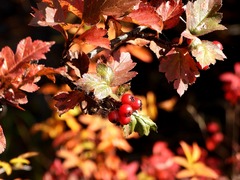 Crataegus dahurica, photograph (c) Анна Васильченко, some rights reserved (CC BY)