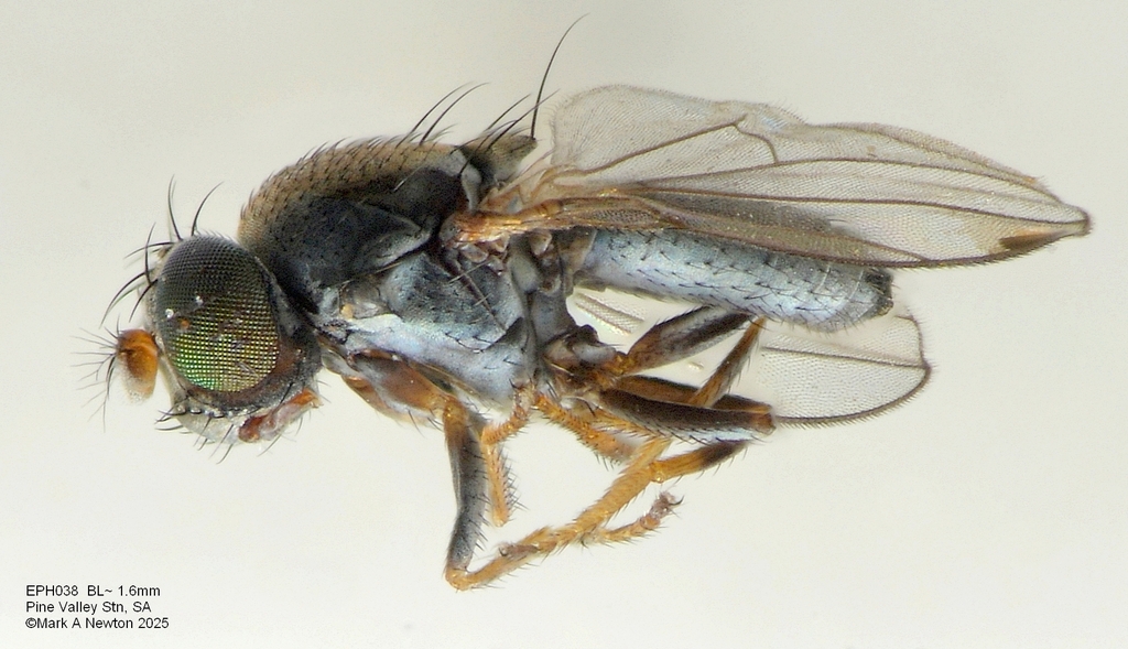Polytrichophora