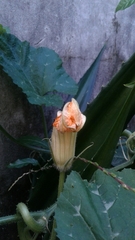 Cucurbita moschata