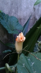 Cucurbita moschata
