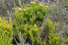 Capys alphaeus alphaeus