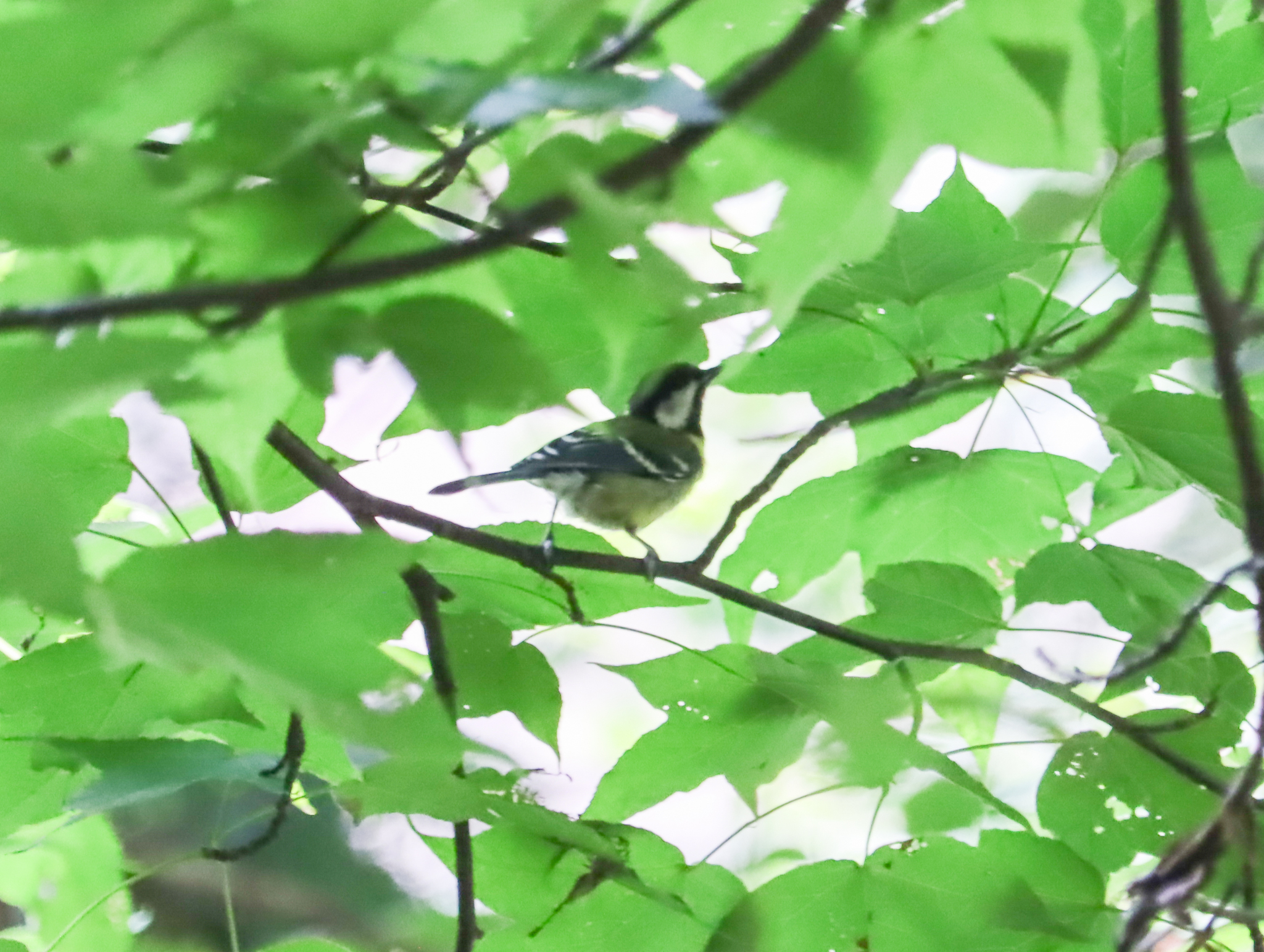 Green-backed Tit