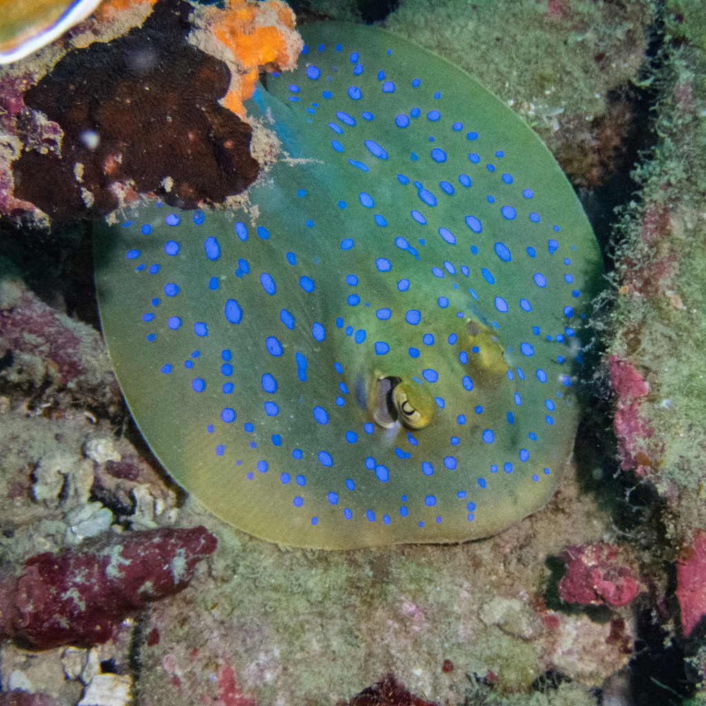 Close view of a blue-spotted ribbontail ray on coral