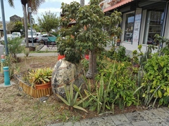 Ruizia cordata