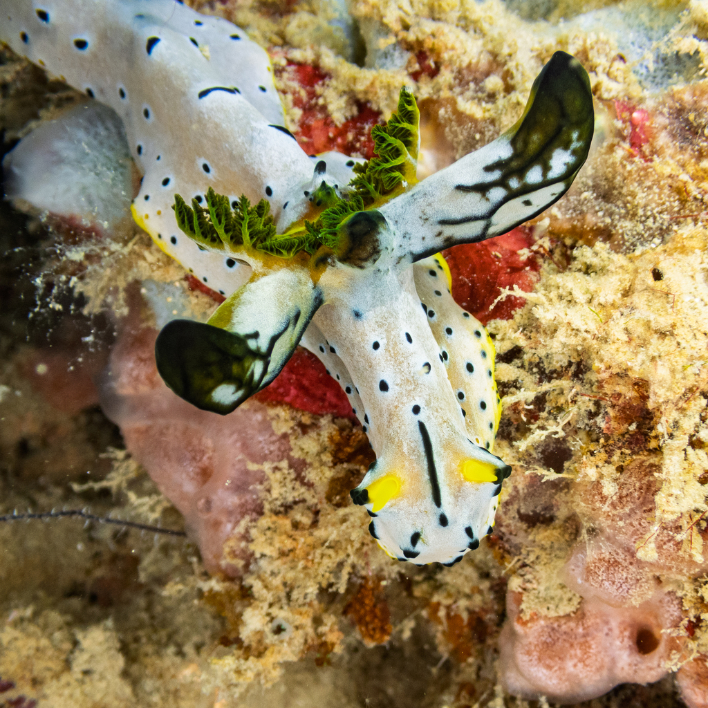 Notodoris serenae