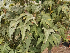 Ruizia cordata