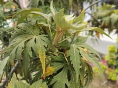 Ruizia cordata