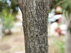 Ruizia cordata