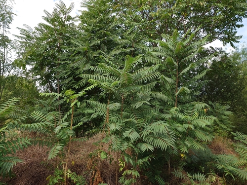 tree-of-heaven